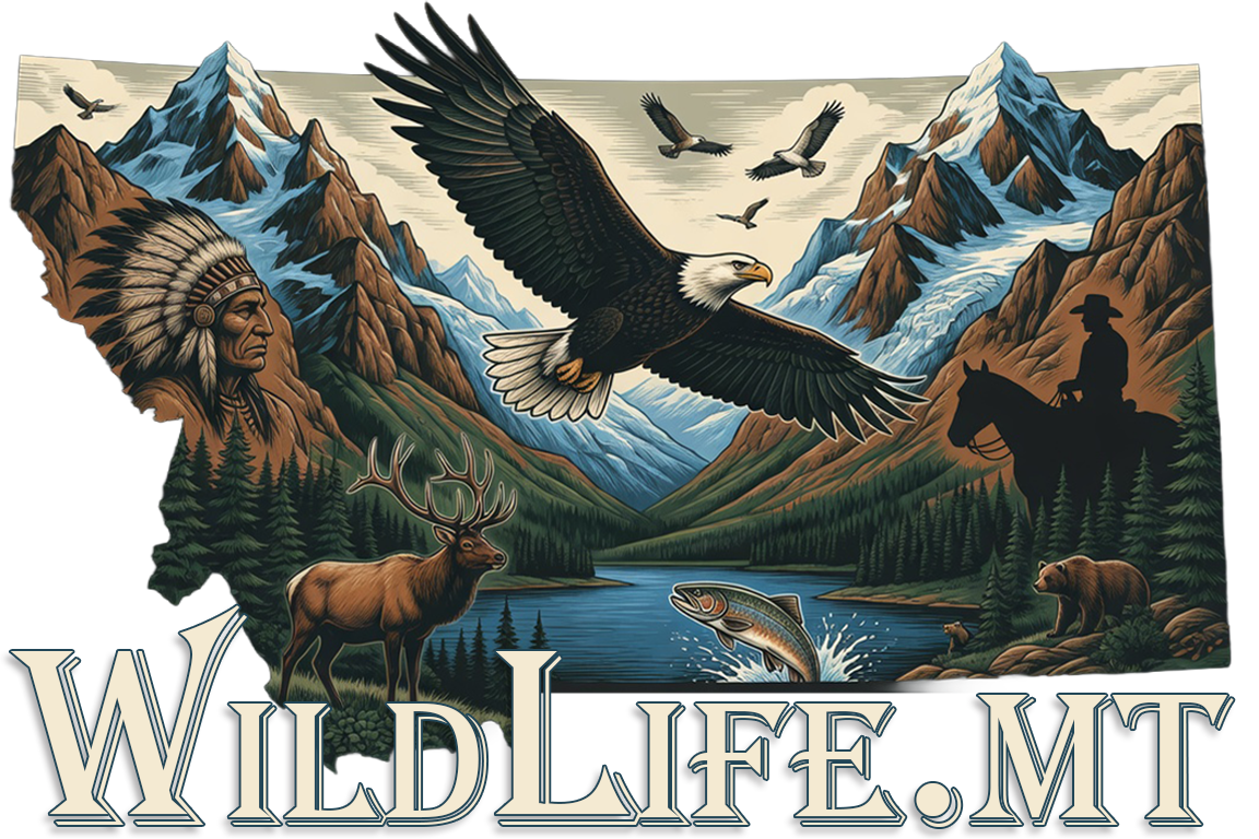Wildlife.mt