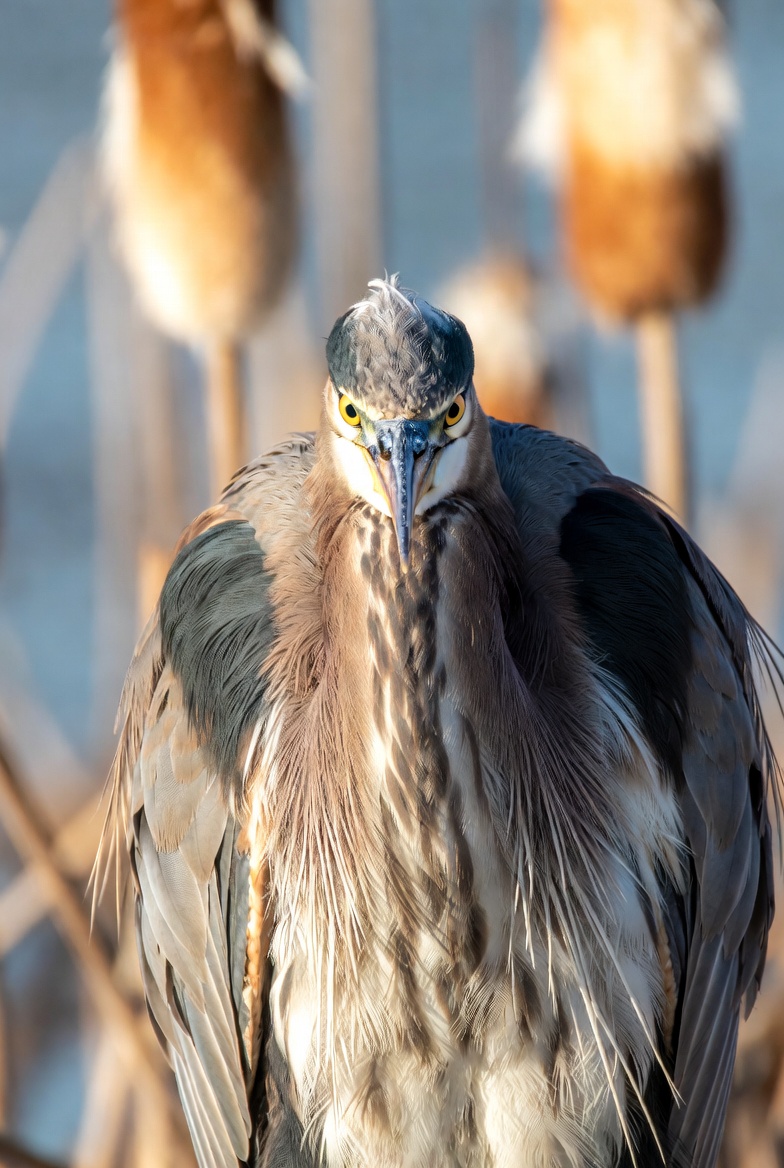 Close portrait of a Great Blue Heron facing the camera among cattails
